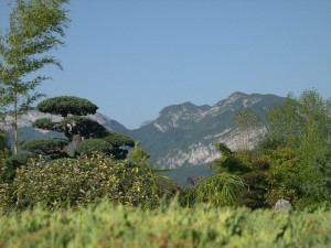 Pinus parviflora sur fond de Mont Veyrier
